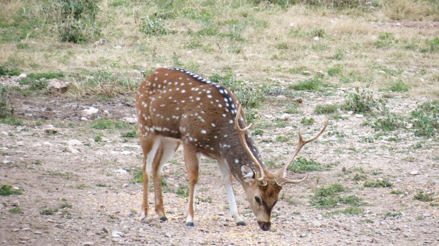 Axis Deer