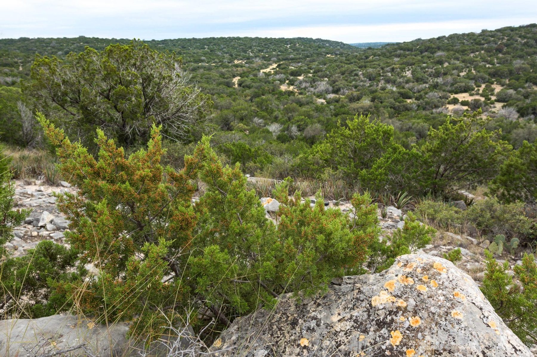 Hill Country cedar and limestone ridge — Rage Six Ranch