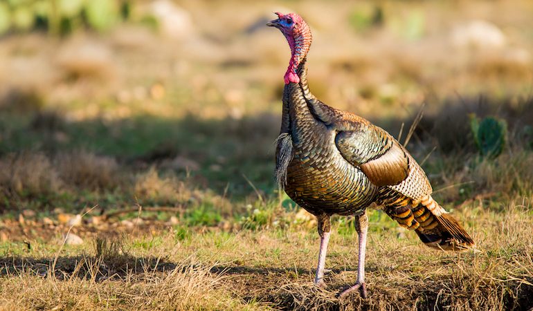 Rio Grande Turkey