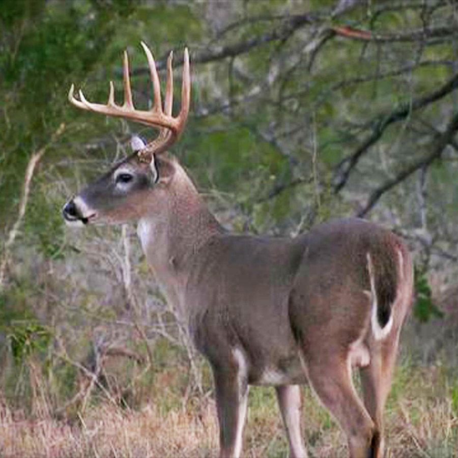 Whitetail Deer