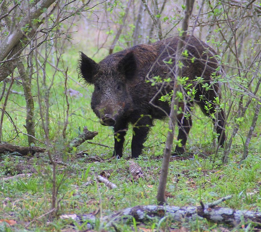 Wild Hog